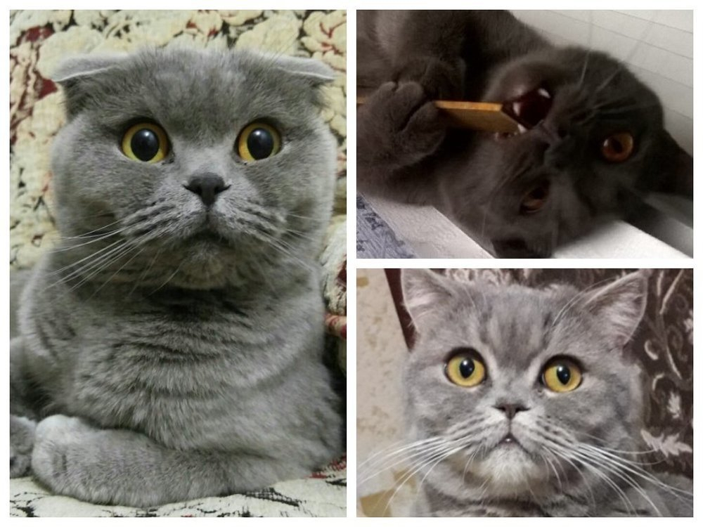 Три обаятельные кошки победили конкурсе «Самый милый кот Морозовска-2018»
