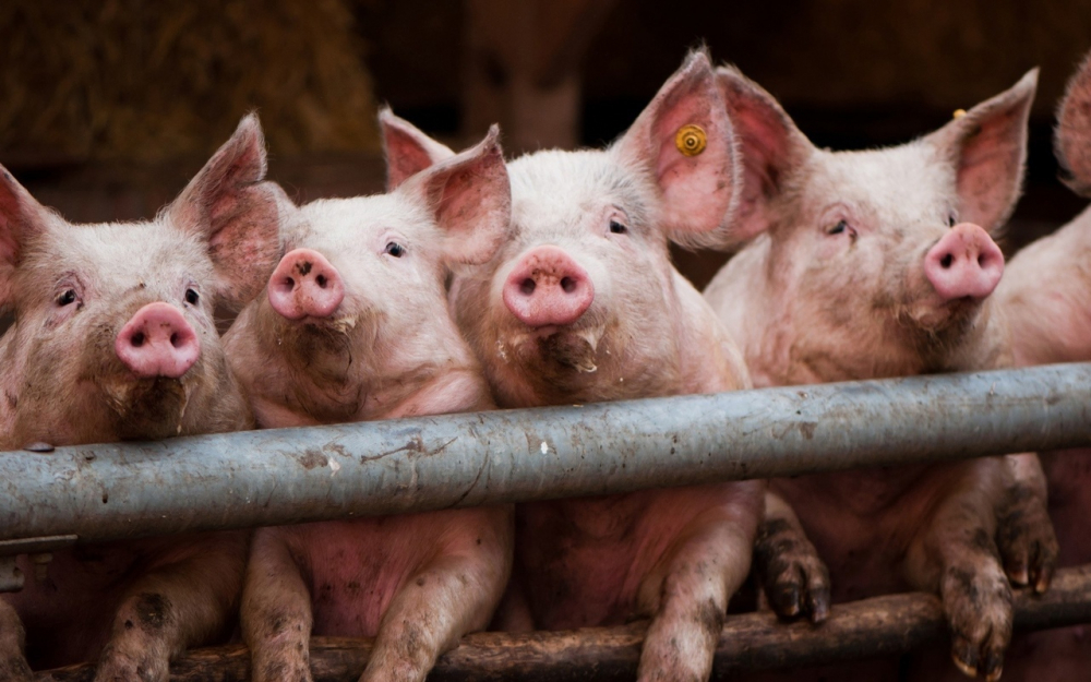 В Ростовской областной станции по борьбе с болезнями животных опровергли информацию о появлении африканской чумы свиней