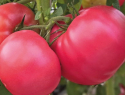 Яркий, сладкий, мясистый: рекомендуем от души томат Малиновый шар 