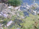 Массовая гибель рыбы произошла в реке Быстрая Морозовского района 