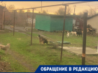 «Страшно выйти во двор»: жители Морозовска жалуются на стаю бездомных собак