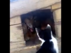 Дерущегося с цепной собакой котенка сняли на видео в Морозовске