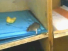 Шокирующее видео о мышином беспределе в Морозовске попало в Сеть