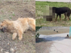 Администрация Морозовска выявила количество безнадзорных собак в городе