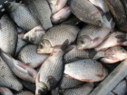 700 килограмм потенциально опасной рыбы залили хлорной известью в Морозовском районе