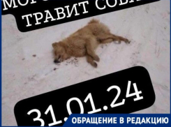 Будьте бдительнее: травить бездомных собак продолжают в Морозовске 