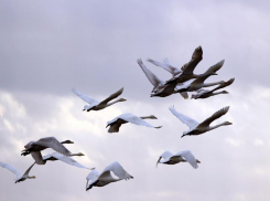 Перелетные птицы могут стать угрозой распространения птичьего гриппа, - специалисты донской ветеринарной службы 