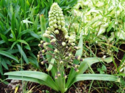 Краснокнижная бельвалия еще встречается в степях Морозовского района