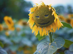 Дожди с грозами снова пройдут мимо Морозовска