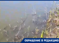 «Что творится?»: состояние реки Быстрая показал морозовчанин 