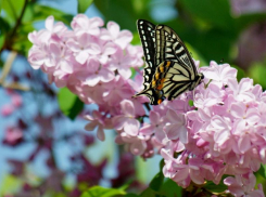 Солнечная погода без осадков сохранится в Морозовске и в конце рабочей недели