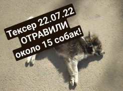 В «Тексере» в Морозовске массово умерли бездомные собаки