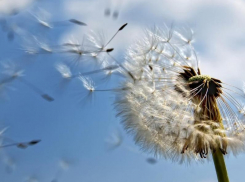 Легкий ветерок и до +28 градусов тепла обещают морозовчанам в среду, 17 июля