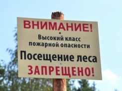 Лес для морозовчан под запретом: ограничение введено по всей области