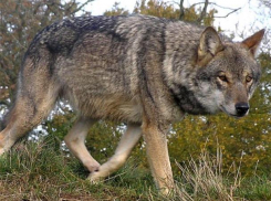 Волк очень хитер и опасен, - охотник из Морозовска о самом крупном хищнике Ростовской области