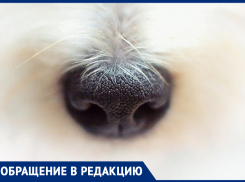 Собаки, которых отловили на рынке, за много лет никого не тронули, - морозовчанка переживает, что в приюте с животными может случиться что-то плохое