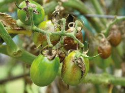 Внимание! К помидорам уже подкралась фитофтора