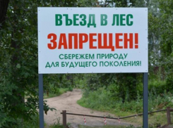 Введен режим ограничения пребывания граждан в лесах возле Морозовска