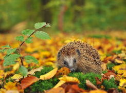 Облачно, но без осадков будет в Морозовске в пятницу, 15 сентября
