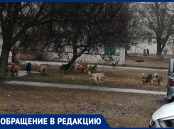 Отлавливать собак в «Тексере» городская администрация не может