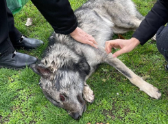 «Это жестокое преступление»: в Ростовской области в мусорном баке был найден израненный пес с пулями в теле и поволокой на шее