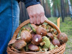 Вместе с началом осени для морозовчан откроется сезон «тихой охоты»