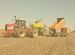 Под урожай 2022 года в Морозовском районе посеяно 75,3 тысячи гектара озимых зерновых