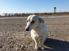 Потерянная год назад собака нашлась в Морозовске благодаря случайной фотографии  