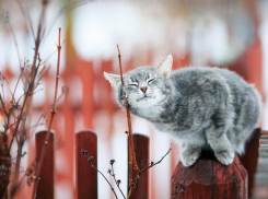 Воздух в Морозовске прогреется до +14 градусов
