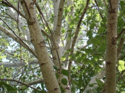 Противопожарные полосы вокруг Осиновой балки привели в порядок