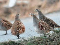  Водящиеся в Морозовском районе серые куропатки - птицы дружелюбные и человека не избегают