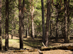 В лес нельзя: запрет на посещение лесных участков в Ростовской области продлили до 11 сентября