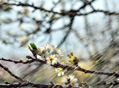 Теплым дождем ознаменуется середина апреля в Морозовске