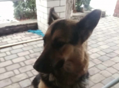 Собака пришла и не уходит: ищем хозяина 