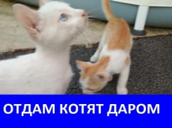 Котята ищут новый дом