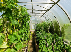 Как приготовить парник к посевной