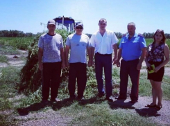 Около 30 тысяч килограммов дикорастущей конопли уничтожили на территории Вольно-Донского сельского поселения