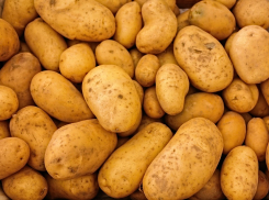 Морозовчане в сомнениях: покупать картошку на зиму или нет?