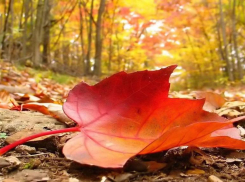 Похолодание до +21 градуса ожидается в Морозовске в пятницу