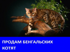 Продаются котята бенгальской породы