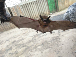 Половину ночи огромная жуть пугала морозовчанку в коридоре