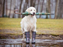 Холодная и сырая погода придет в Морозовск в последнюю неделю марта