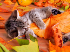 Потепление до +19 ожидается в Морозовске в субботу