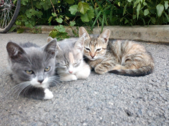 Сытые котята проблем не доставляют