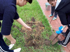 Около сорока саженцев кустарников и деревьев высадил детский сад «Жемчужинка» в День древонасаждения в Морозовске