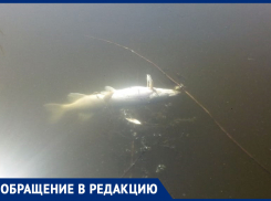 Рыба в реке Быстрой всплыла возле дач в Морозовске