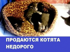 Продаются котята породы мейн-кун