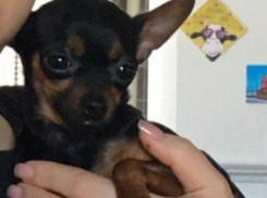 Водителя, подобравшего сбитую машиной собачку той-терьера, попросили отозваться