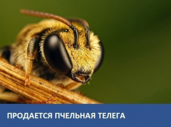 Продается телега для перевозки пчел