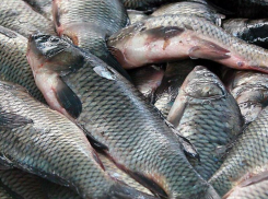 Полторы тонны мороженного сазана без документов задержали на въезде в Морозовск